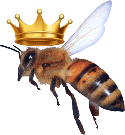 Transition Bee